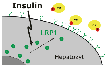Insulinstimulierte Translokation von LRP1