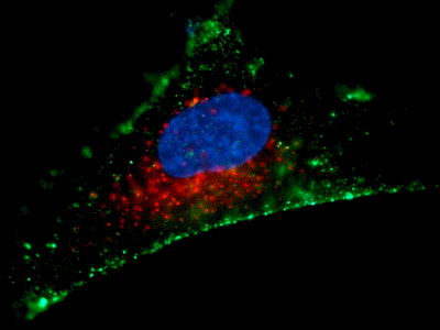 Immunfluoreszenzaufnahme